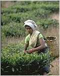 Tea Plantations in Munnar